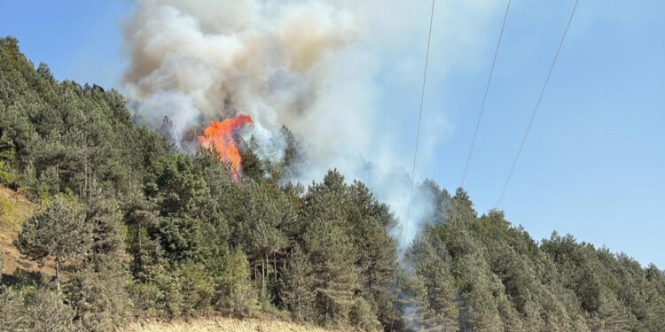 Sinop’ta orman yangını!