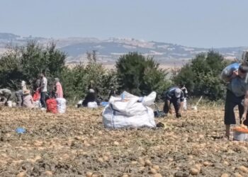 Tarlasındaki ürünleri ücretsiz dağıttı