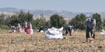Tarlasındaki ürünleri ücretsiz dağıttı