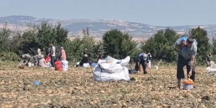 Tarlasındaki ürünleri ücretsiz dağıttı