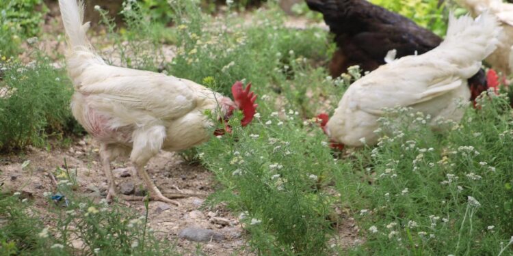 Tavuk eti üretimi haziranda yıllık bazda yüzde 13,9 arttı