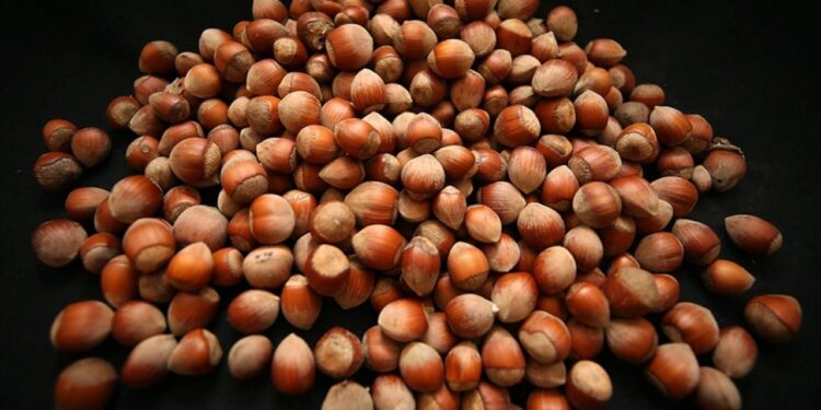 Türkiye fındık ihracatından 11 ayda 2,4 milyar doları aşkın gelir sağladı