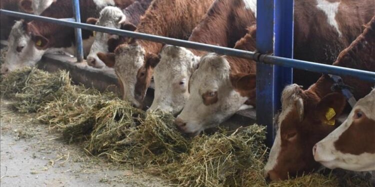 TÜSEDAD’dan şap hastalığına karşı “önleyici ve risk temelli model” önerisi