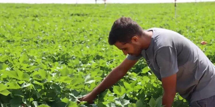 Üreticiler memnun: Sıcak havalar, pamuğa yaradı!