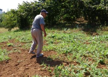 Yalıncak karpuzunu kuraklık vurdu