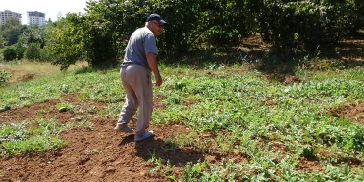 Yalıncak karpuzunu kuraklık vurdu