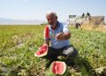 2 milyar liralık gelir bekleniyor! Muş’ta karpuz hasadı