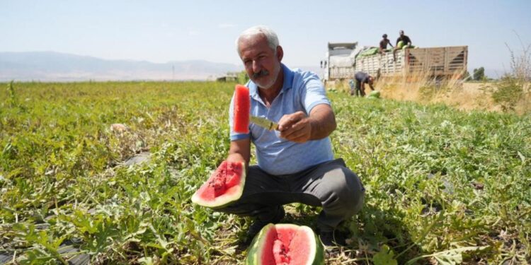 2 milyar liralık gelir bekleniyor! Muş’ta karpuz hasadı