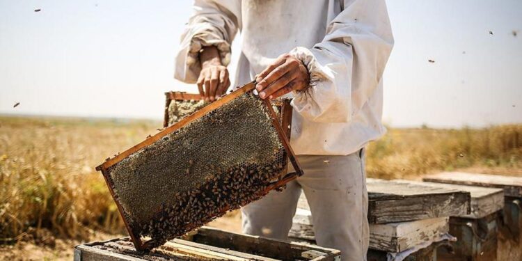 450 ton bal üretildi! Rekoltedeki artış üreticileri mutlu etti