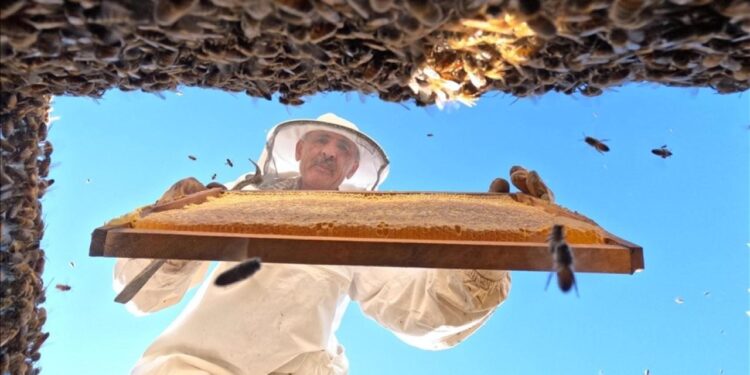 AB tescilli Bingöl balı ABD ve Orta Doğu’ya açılacak