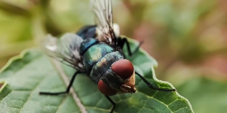 ABD’de ilk kez görüldü: Et yiyen parazit insan vücuduna sızdı