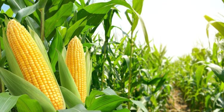 Adana’da mısır heyecanı: 1 milyon 135 bin ton rekolte bekleniyor!