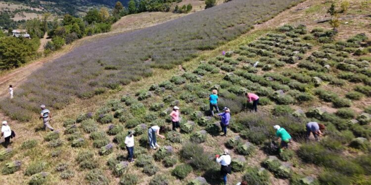 Ardanuç’ta kadın kooperatifinden lavanta hasadı ve doğal ürün üretimi başladı