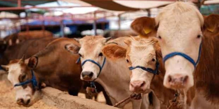 Bakanlık’tan ‘et fiyatlarının artacağı’ iddialarına yanıt: Şap aşısı ile kontrol altında