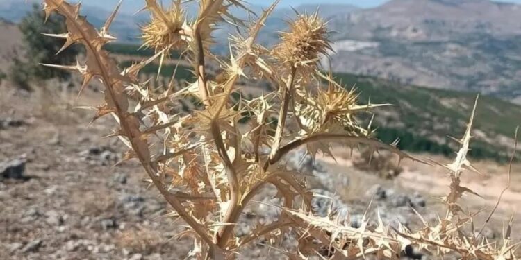 Doğadan gelen servet! Kilosu altınla yarışıyor