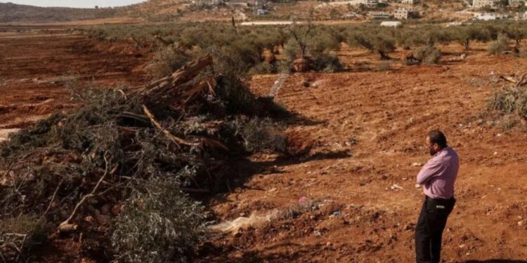 Filistin’deki tüm canlıları yok etme peşinde!  İsrail bu kez de ağaç katliamına başladı