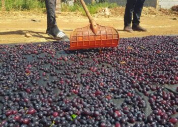 Gaziantep’in tescilli üzümleri kurutularak kışa hazırlanıyor