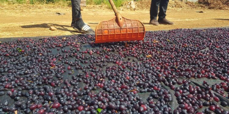 Gaziantep’in tescilli üzümleri kurutularak kışa hazırlanıyor