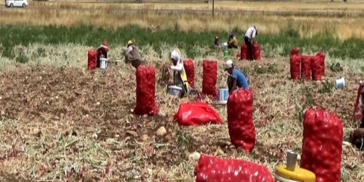 Hasadı yapılan soğan tarlada 3 TL’ye satılıyor