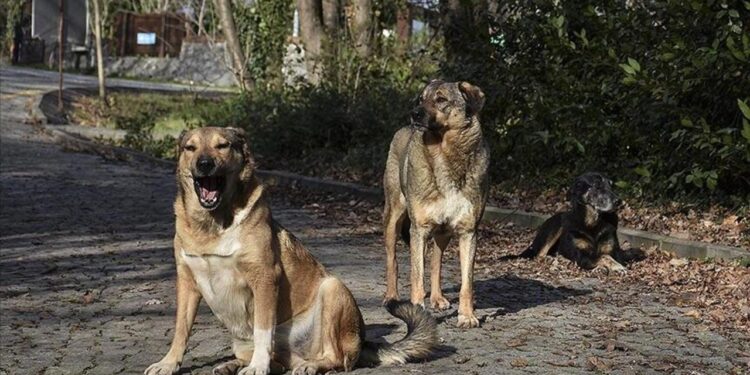 İstanbul Valiliğinden yeni sokak köpeği kararı!