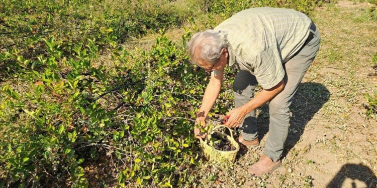 Sakarya’nın 12 ilçesinde yetiştirilen aronyada hasat zamanı
