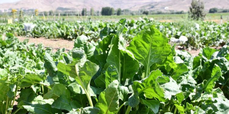 Şekerde 2025-2026 dönemi kotaları belirlendi