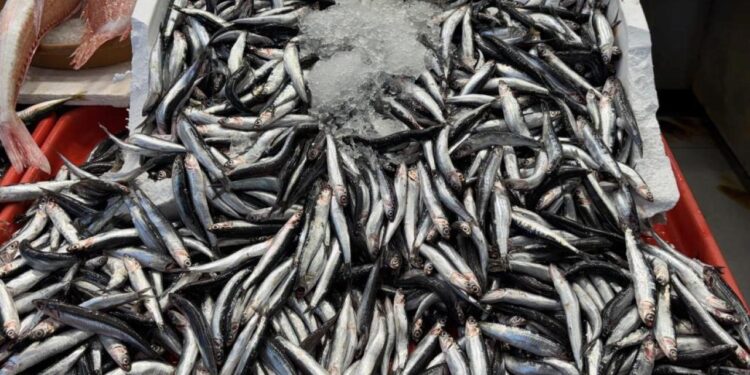Sezon açıldı, tezgahlarda hamsi ve istavrit bolluğu