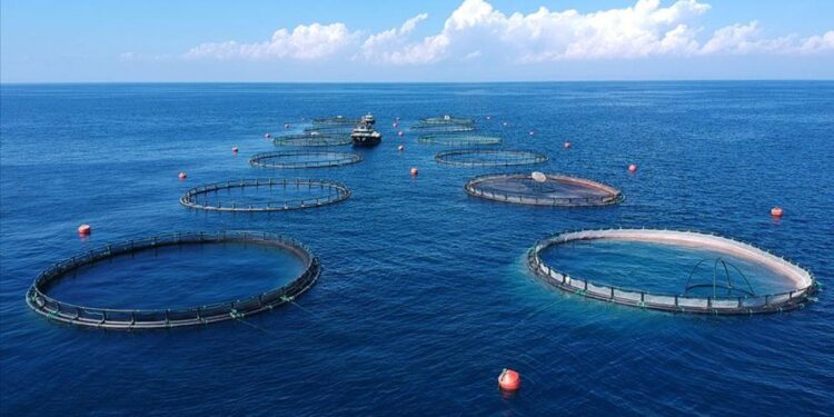 Su ürünlerinde üretim planlamasında olan tür sayısı 16’ya çıktı