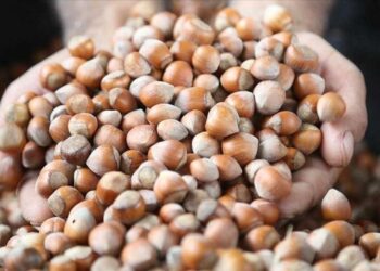 Trabzon’da 8 aylık fındık ihracatı 455 milyon doları aştı