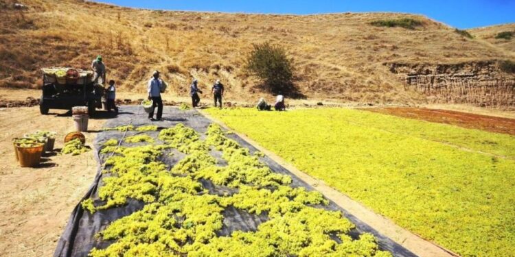Yaş üzüme talep azaldı: Üreticiler kurutmaya yöneldi