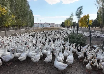 Hüseyin Kösedağ’ın Kanatlı Hayvan Çiftliği