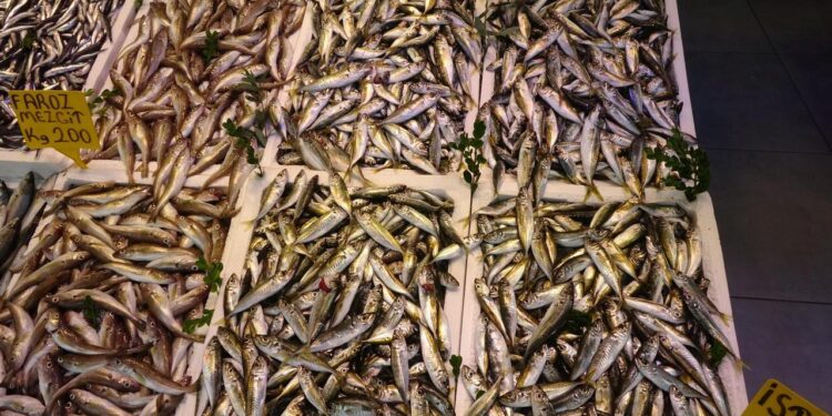 Balıkçı palamuttan umudunu kesti, hamsi ve istavrit ile teselli buluyor