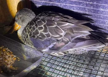 Kaz mı, ördek mi? Sosyal medyada tartışma büyüyor