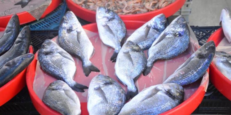 Bu yıl tezgâhların şampiyonu sardalya