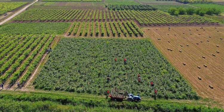 Çiftçilere bugün 4,5 milyar liralık destekleme ödemesi yapılacak