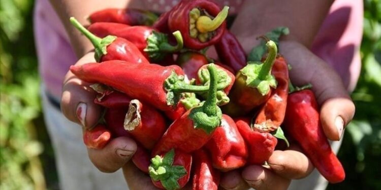 Coğrafi işaret tescilli Maraş biberinde hasat başladı