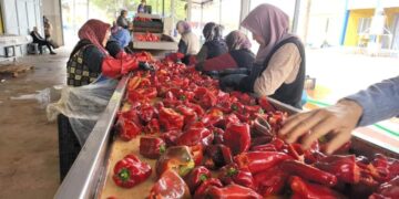 Hollanda’nın salçası İnegöllü kadınlardan! Bin 500 ton üretilecek