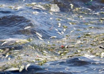 İzmir Körfezi’ndeki kirlilik balıkları öldürmeye devam ediyor