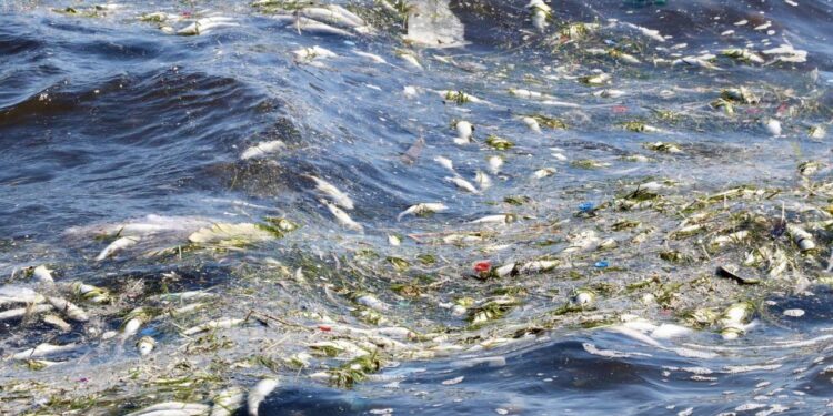 İzmir Körfezi’ndeki kirlilik balıkları öldürmeye devam ediyor