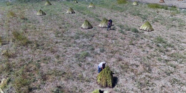 Japonlar’ın suşi susamı Gökova’dan