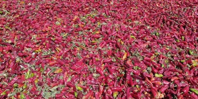 Kahramanmaraş’ta coğrafi işaretli biberde hasat başladı