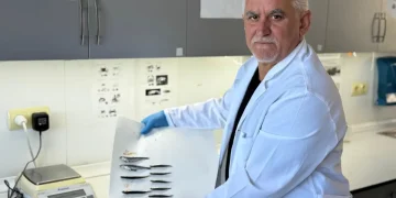 Karadeniz’de hamsi popülasyonu tehlike altında