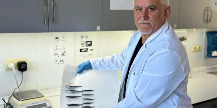 Karadeniz’de hamsi popülasyonu tehlike altında