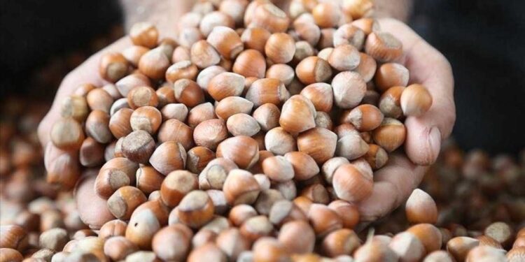 Karadeniz’den dünya pazarına 174 bin ton fındık ihraç edildi