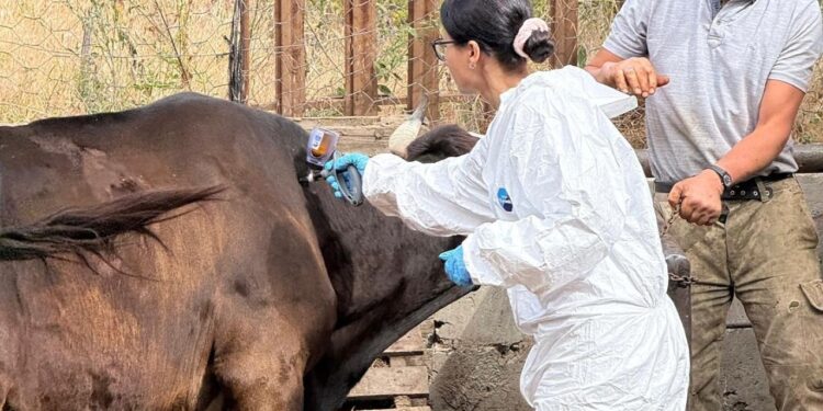 Kastamonu’da ‘şap’ şoku: 69 köye hayvan giriş- çıkışı yasaklandı