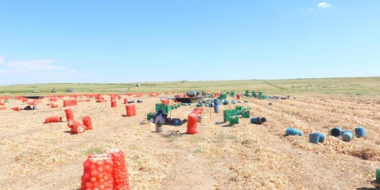 Kışlık soğanın ilk hasadı başladı