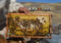 Malatya’da bal hasadı başladı: Fiyatlar belli oldu!