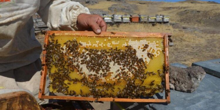 Malatya’da bal hasadı başladı: Fiyatlar belli oldu!