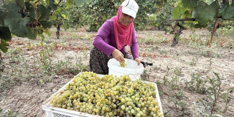 Narince üzümünü don vurdu! Rekoltede büyük düşüş