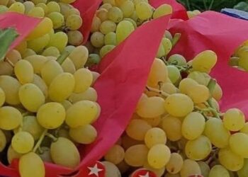 Sarıgöl’de üzüm hasadı aralıksız sürüyor